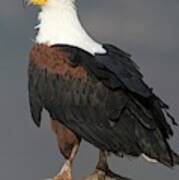 African Fish Eagle Poster