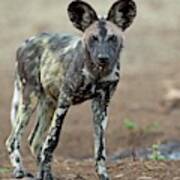 African Hunting Dog Pup Poster