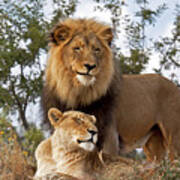 African Lion And Lioness Botswana Poster