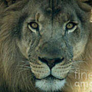 African Lion Poster