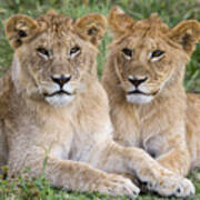 African Lion Juvenile Males Serengeti Poster
