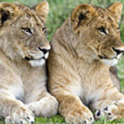 African Lion Juveniles Serengeti Np Poster