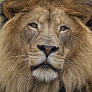 African Lion Male Poster