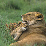 African Lions Mother And Cubs Tanzania Poster