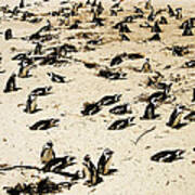 African Penguins Poster