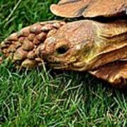 African Spur Tortoise Up Close Poster