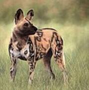 African Wild Dog Painting Poster
