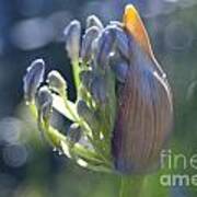 Agapanthus Coming To Life Poster