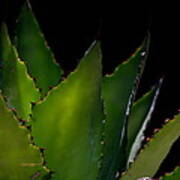 Agave Glow Poster