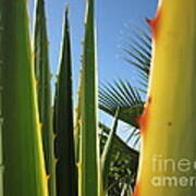 Agaves And Palm Trees Poster