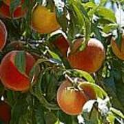 Agriculture - Ripe Peaches On The Tree Poster