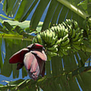 'ahui Mai'a O Wailea - Banana Flower Poster