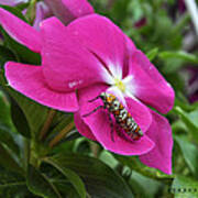 Ailanthus Webworm Moth Visiting My Garden Poster
