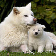 Akita Inu Dog And Puppy Poster