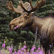 Alaska Moose Feeding On Fireweed Alaska Poster