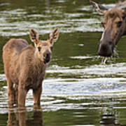 Alaskan Moose And Calf In Water Poster