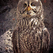 Alberta Great Gray Owl Poster