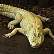 Albino Alligator Poster