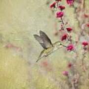 Allen's Hummingbird With Red Wildflowers Poster