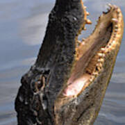Alligator Head Poster