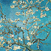 Almond Branches In Bloom Poster