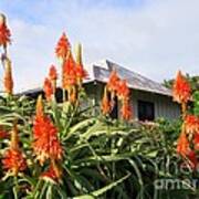 Aloe Vera And Tin Roof Plantation House Poster