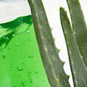 Aloe Vera Plant And Gel Poster