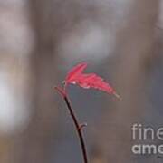 Alone Leaf Poster