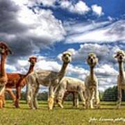 Alpacas Poster