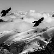 Alpine Choughs And Snow-covered Alps Poster