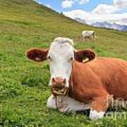 Alpine Pasture With Cow Poster