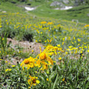 Alpine Sunflowers Poster