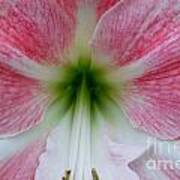 Amaryllis Poster