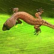 Amazon Gecko (coleodactylus Amazonicus) Poster