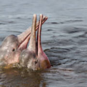 Amazon River Dolphins Poster