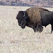 American Bison Poster