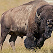 American Bison Bull Flehmening Poster