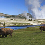 American Bison Grazing Along Firehole Poster