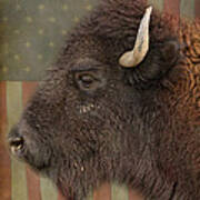 American Bison Headshot Profile Poster