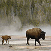 American Bison Mother And Calf Poster
