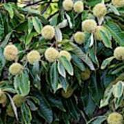 American Chestnut (castanea Dentata) Poster