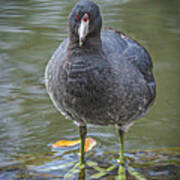 American Coot Portrait Poster