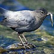 American Dipper Poster