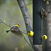 American Goldfinch Poster