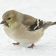 American Goldfinch In The Snow Poster