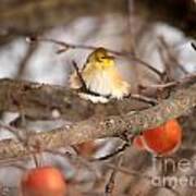 American Goldfinch In Winter Poster