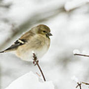 American Goldfinch Up Close Poster