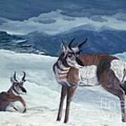 American Pronghorn Poster