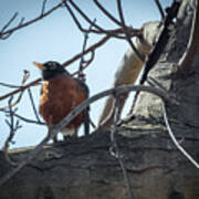 American Robin Poster