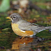 American Robin (turdis Migratorius Poster